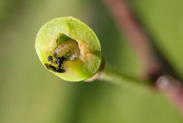 Pflaumensägewespelarve.jpg © LK Steiermark