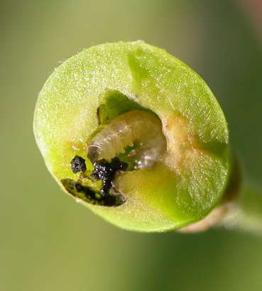 Pflaumensägewespelarve.jpg © LK Steiermark