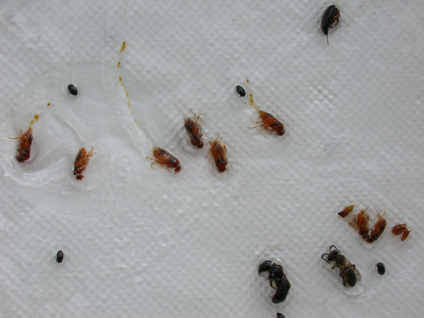 Pflaumensägewespenadulte.jpg © LK Steiermark