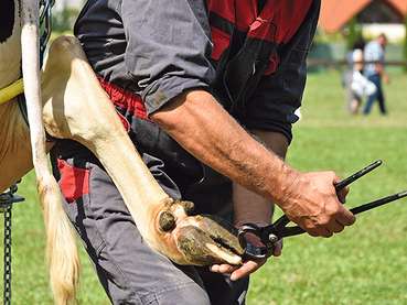 Klaue.jpg © AdobeStock/majorosl66