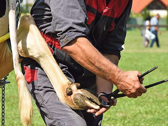 Klaue.jpg © AdobeStock/majorosl66