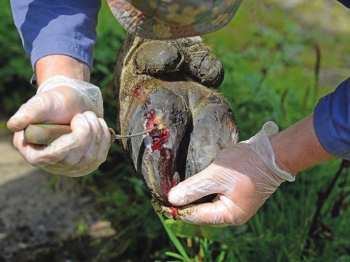 Klaue.jpg © AdobeStock/Grubärin