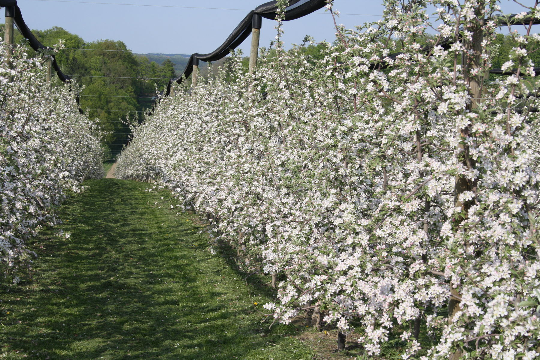 starke Blüte Erwerbsobst.jpg © LK Steiermark