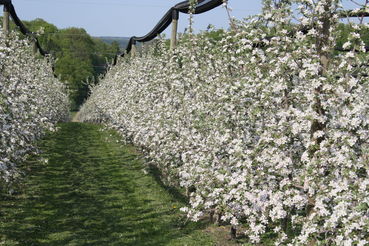 starke Blüte Erwerbsobst.jpg © LK Steiermark