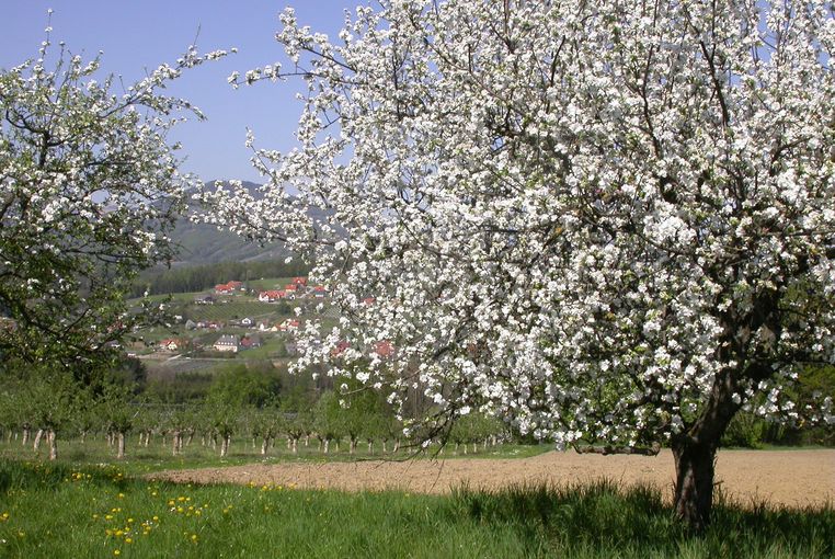 starke Blüte Streuobst.jpg © LK Steiermark