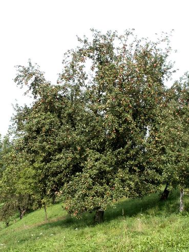 Überbehang Streuobst.jpg © LK Steiermark