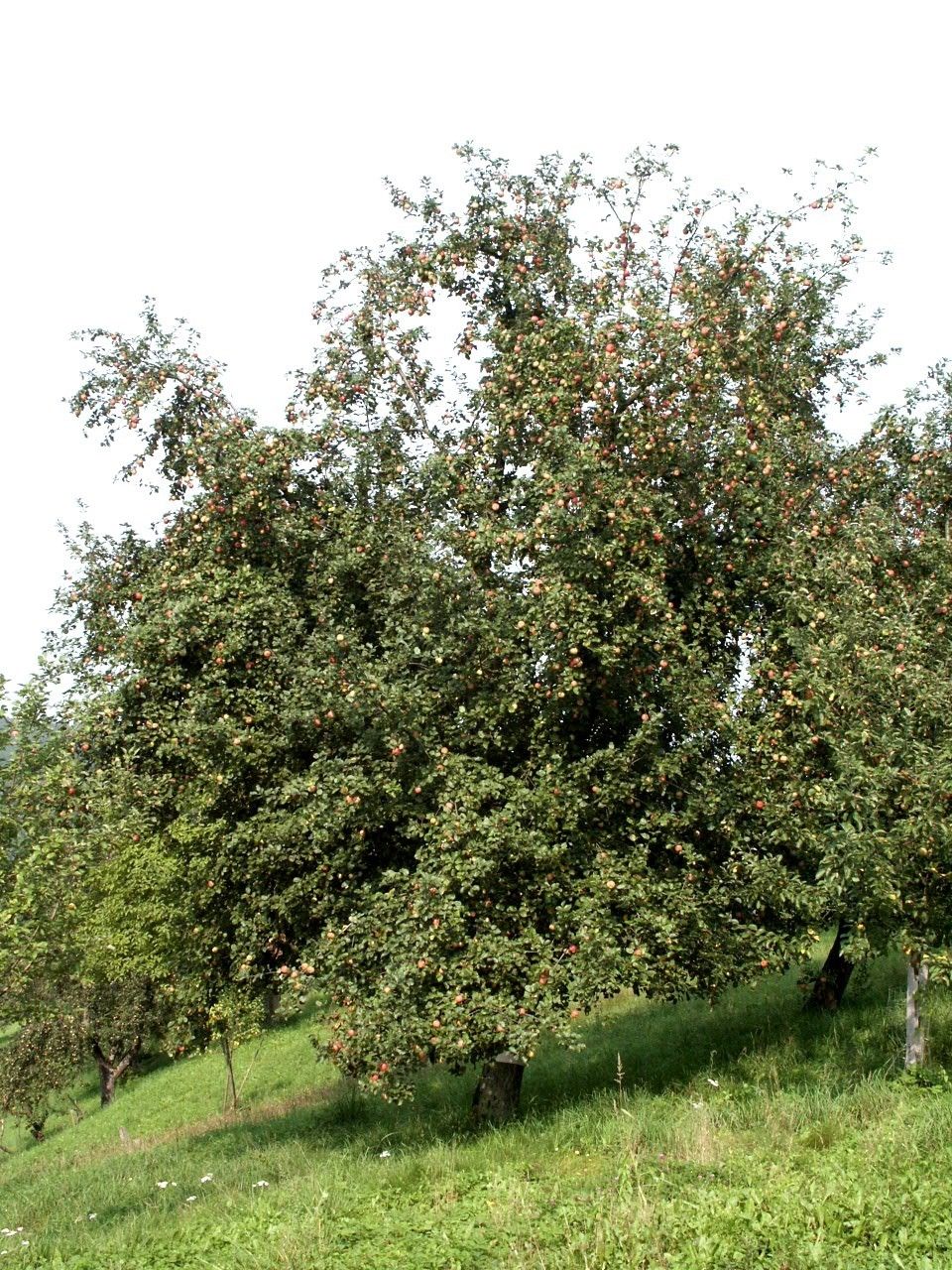 Überbehang Streuobst.jpg © LK Steiermark