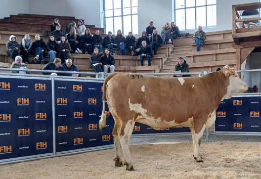 Versteigerung Ried - 2.bmp © FIH