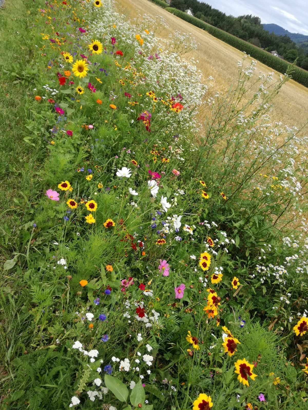 Biodiversität  - Petritz.jpg © LK Kärnten/Christine Petritz