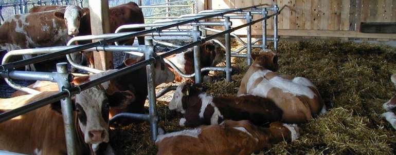 Kälberschlupf Benigni.jpg © LK Kärnten/Benigni