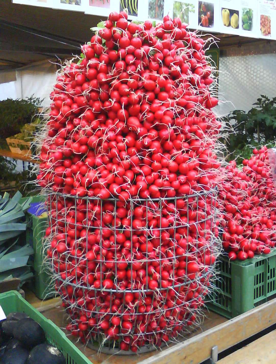 sb16_mt_korb.jpg © Dürnberger