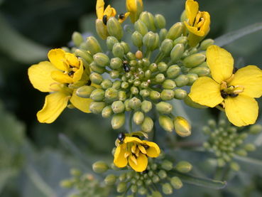 Rapsglanzkäfer-Blüte2.jpg © LK OÖ/Köppl