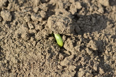 Soja-Keimling bricht durch 1.jpg © LK OÖ/Köppl