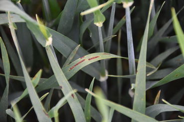 WG-Netzflecken (2).jpg © LK OÖ/Köppl