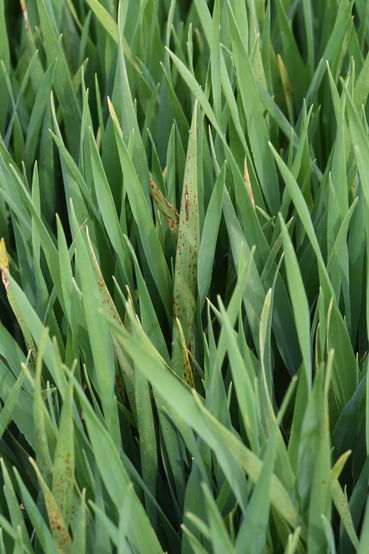 WG-Virussymptome-Ambrosia-2021-4.jpg © LK OÖ/ Köppl