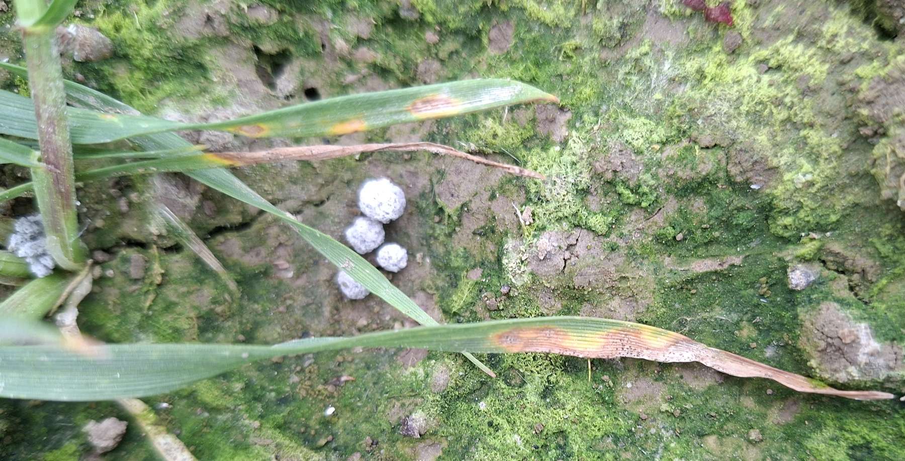 20260414_130826.jpg © LK OÖ/Köppl