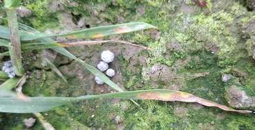 20260414_130826.jpg © LK OÖ/Köppl