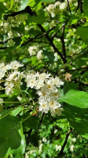 Tag der Elsbeere 2026 (3).jpg © ElsbeerReich