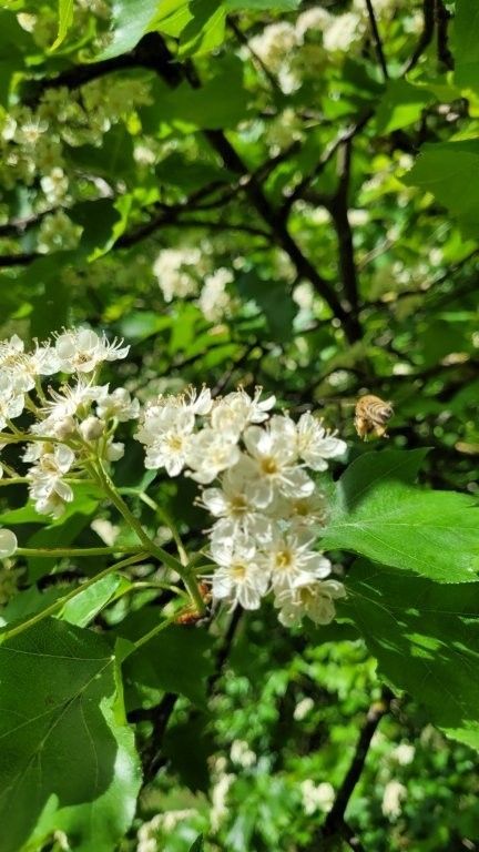 Tag der Elsbeere 2026 (3).jpg © ElsbeerReich