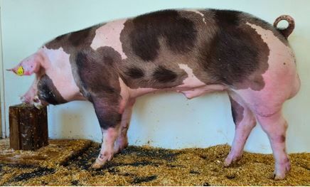 2026_04_zack_stm.jpg © PIG Austria