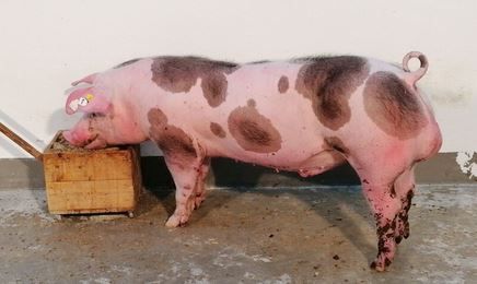 2026_04_difi_ooe.jpg © PIG Austria