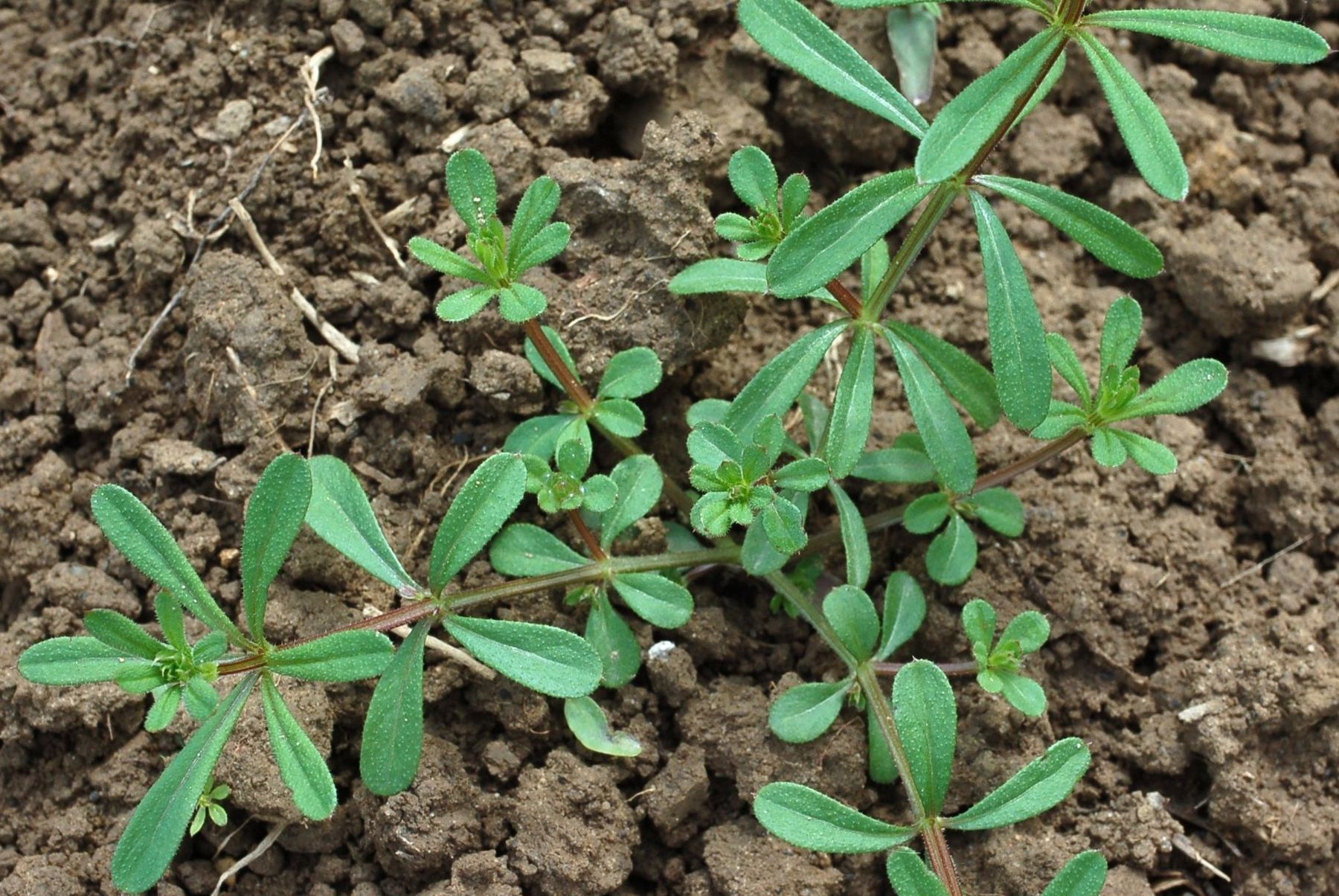 Klettenlabkraut.jpg © LK NÖ