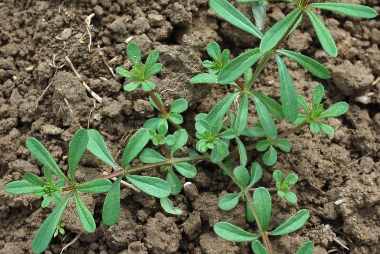 Klettenlabkraut.jpg © LK NÖ