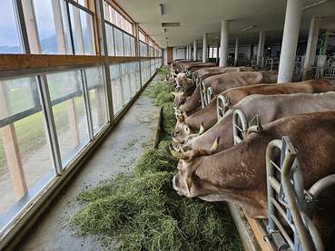 Neuer Stall Familie Vögel.jpg © LK Vbg.