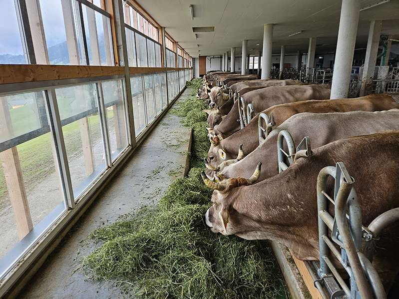 Neuer Stall Familie Vögel.jpg © LK Vbg.
