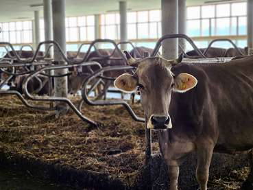 Neuer Stall Familie Vögel.jpg © LK Vbg.