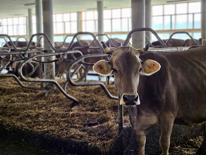 Neuer Stall Familie Vögel.jpg © LK Vbg.