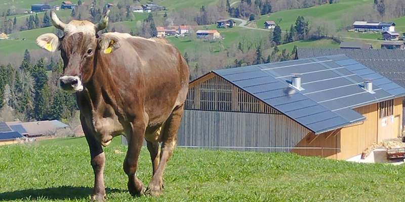 Neuer Stall Familie Vögel.jpg © privat