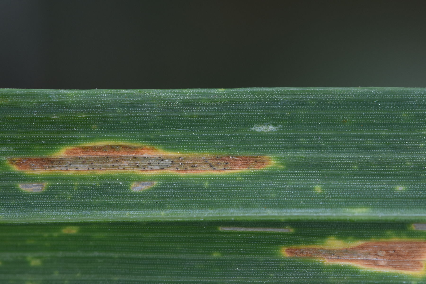 In feuchten Jahren ist S.tritici die Hauptkrankheit.jpg © LK OÖ/Köppl