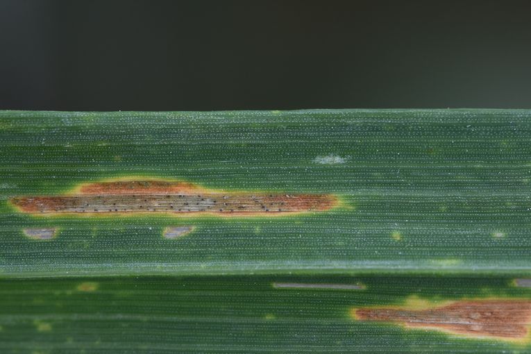 In feuchten Jahren ist S.tritici die Hauptkrankheit.jpg © LK OÖ/Köppl