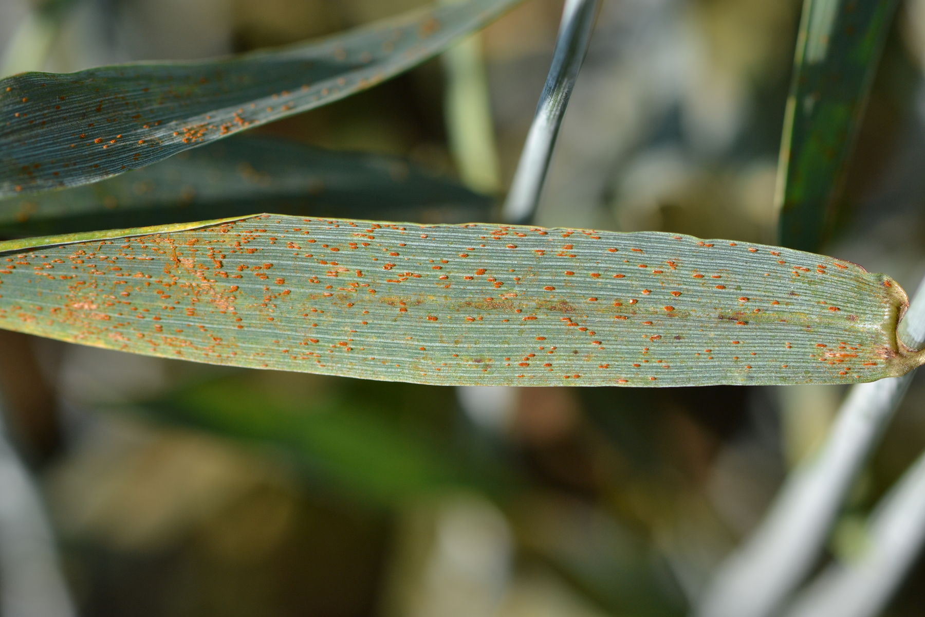 In warmen Jahren dominiert Braunrost.jpg © LK OÖ/Köppl