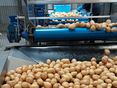 Foto 1_Erdäpfel Sortierung © Anita Kamptner/LK Niederösterreich