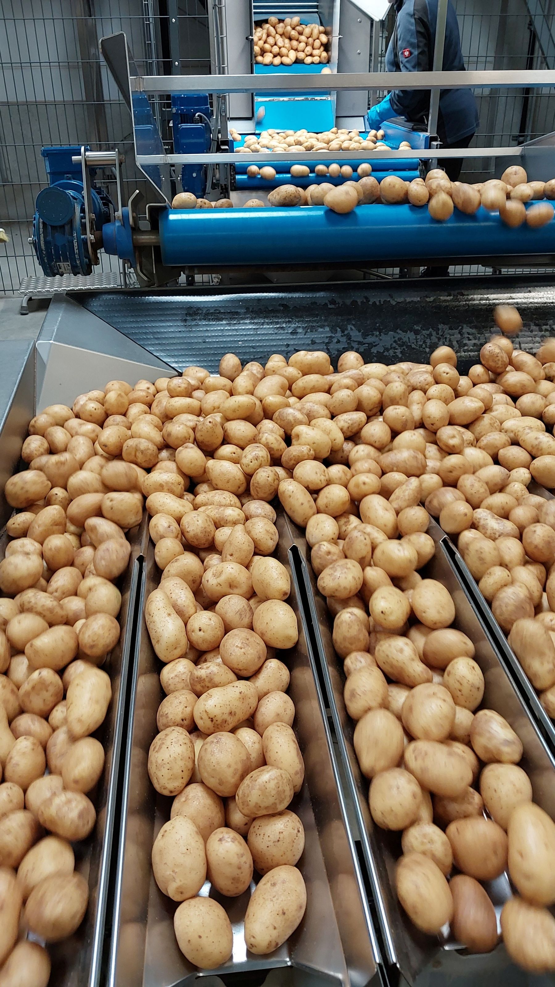 Foto 1_Erdäpfel Sortierung.jpg © Anita Kamptner/LK Niederösterreich