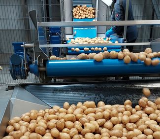 Foto 1_Erdäpfel Sortierung © Anita Kamptner/LK Niederösterreich