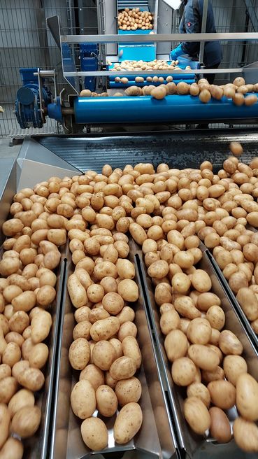 Foto 1_Erdäpfel Sortierung.jpg © Anita Kamptner/LK Niederösterreich