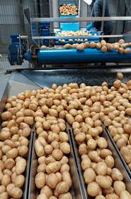 Erdäpfel Sortierung © Anita Kamptner/LK Niederösterreich