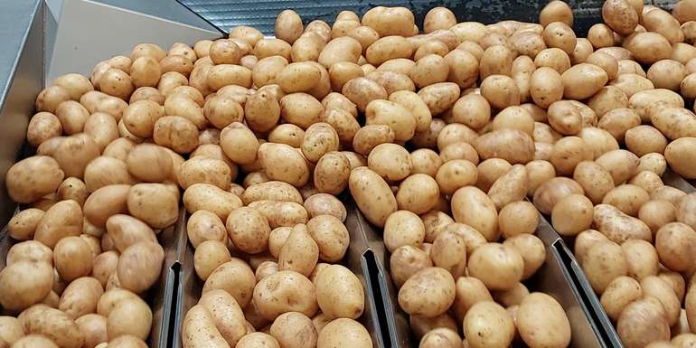 Erdäpfel Sortierung © Anita Kamptner/LK Niederösterreich