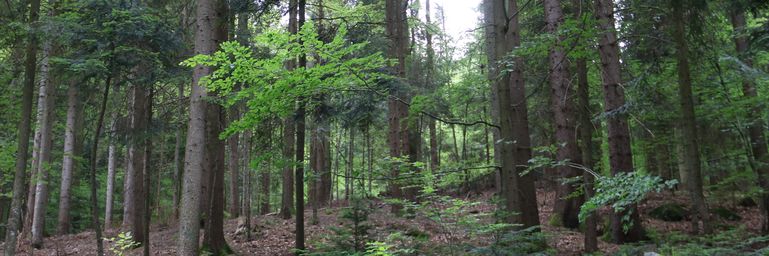 Wald © LKÖ/Kraml