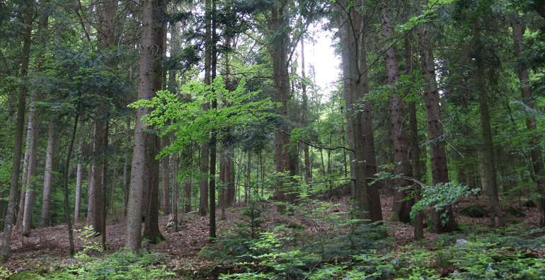 Wald © LKÖ/Kraml