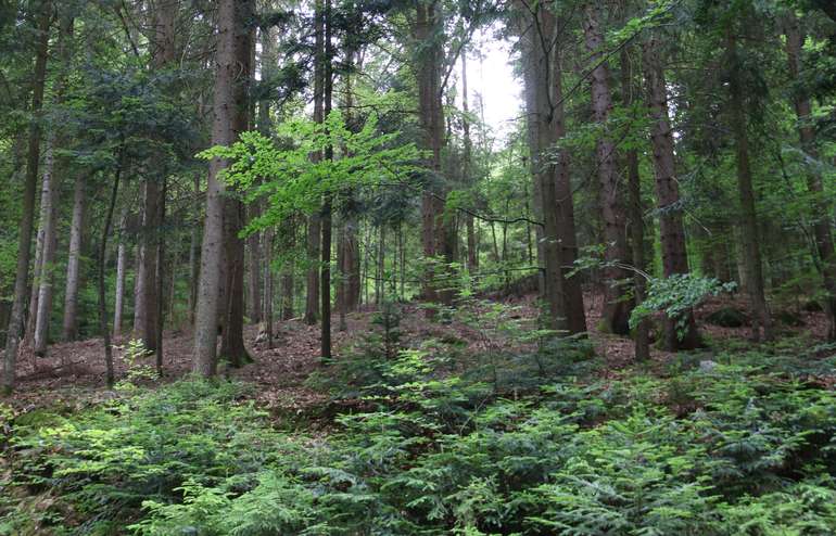 Wald © LKÖ/Kraml