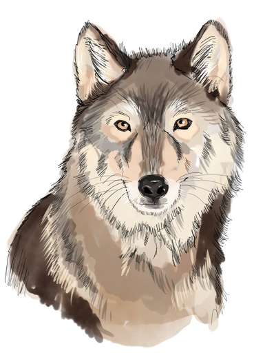 Wolf©Eva Kail-LK NÖ.jpg © Eva Kail | LK NÖ