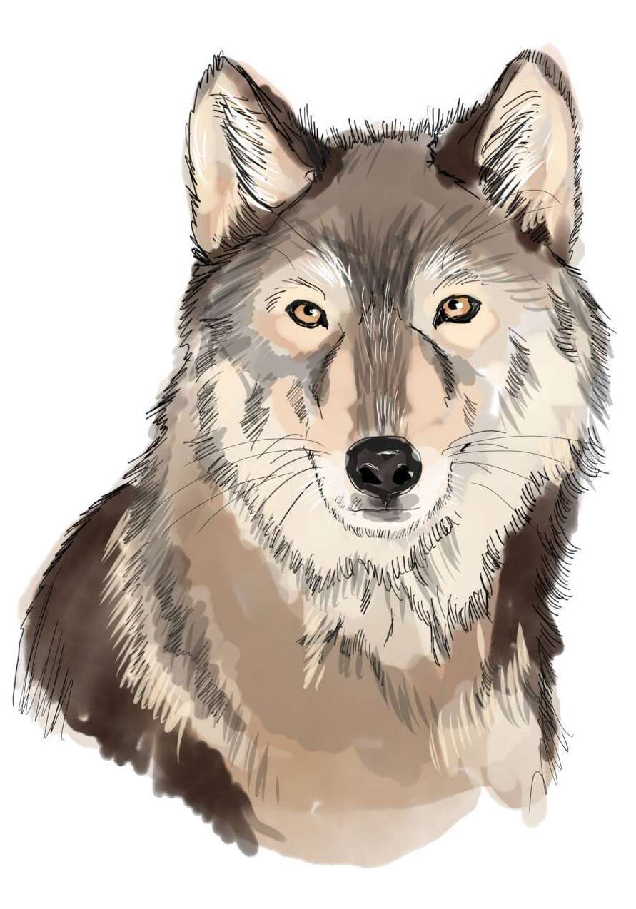 Wolf©Eva Kail-LK NÖ.jpg © Eva Kail | LK NÖ