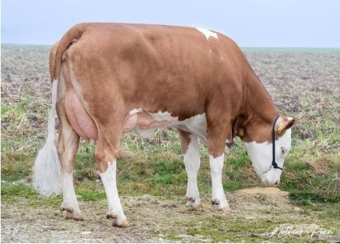 Versteigerung Ried - 10.3.jpg © FIH