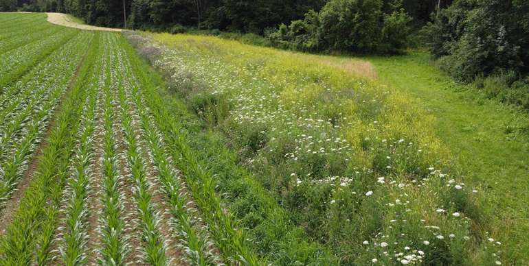 Acker-DIV-Fläche.jpg © BWSB