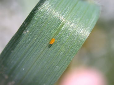 Getreidehähnchenei.jpg © LK OÖ/Köppl