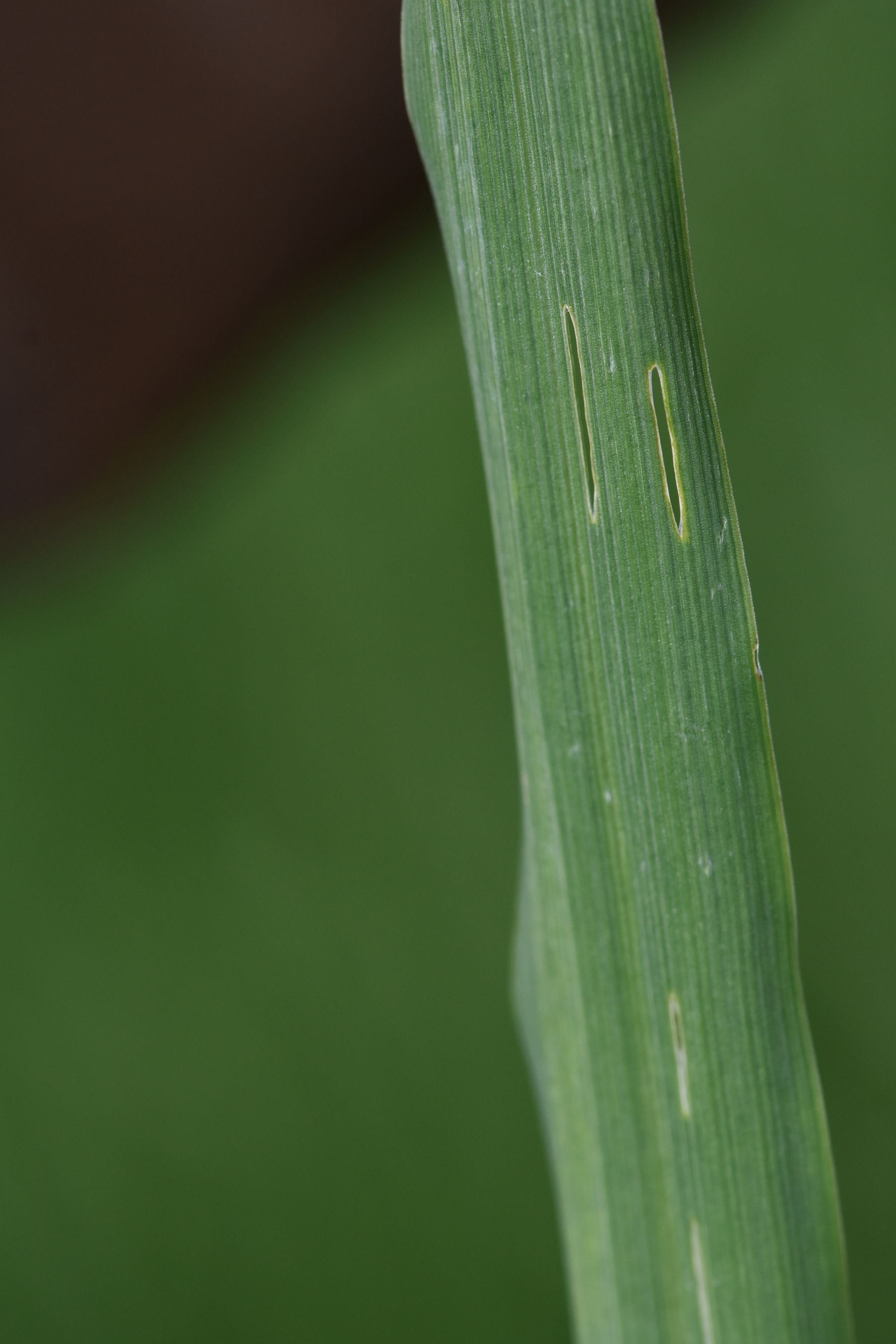 Getreidehähnchenkäferfraß.jpg © LK OÖ/Köppl